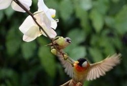 鸟语花香爆料特效视频下载,沉浸式体验自然之美