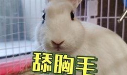 网红猩猩吃瓜,揭秘动物界的“娱乐圈”现象