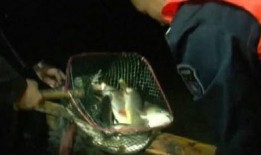最新偷鱼爆料事件新闻视频,视频揭露惊人真相，渔民权益再引关注