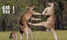 袋鼠妹妹爆料视频,幕后真相大曝光！