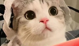 网红猩猩吃瓜,揭秘动物界的“娱乐圈”现象