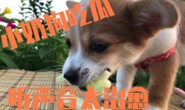 小狗吃瓜视频合集大全免费观看,小狗吃瓜视频合集免费畅享