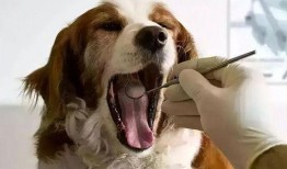 宠物黑料爆料视频,视频爆料揭露宠物行业惊人内幕