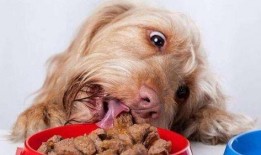 小狗吃瓜视频合集大全免费观看,小狗吃瓜视频合集免费畅享