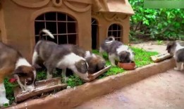 娱乐吃瓜酱寺庙里的小狗,见证信仰与生命的温馨瞬间