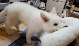 网友爆料玉林偷狗案件视频,网友愤怒揭露残忍行径