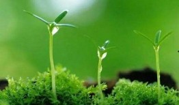 春天万物复苏爆料视频,揭秘春天爆红视频背后的生机盎然