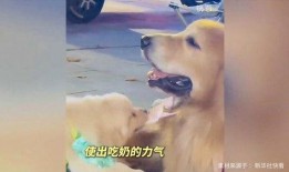 娱乐吃瓜酱抚慰犬