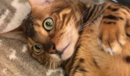 铲屎官爆料娱乐圈,铲屎官爆料的真实故事