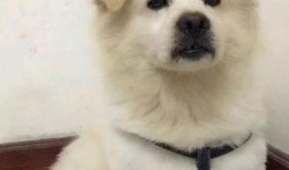 网友爆料玉林偷狗案件视频,网友愤怒揭露残忍行径