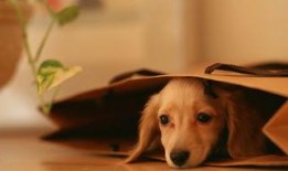 娱乐吃瓜酱寺庙里的小狗,见证信仰与生命的温馨瞬间