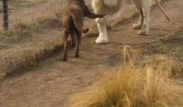 狗和狮子吃瓜视频大全免费观看,狗狗狮子共食瓜果欢乐瞬间大盘点