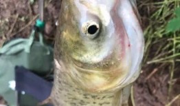 冲哥爆料折耳鱼视频下载,冲哥独家爆料下载攻略