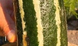 有个免费吃瓜网站叫什么