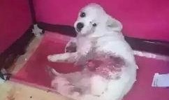 宠物黑料爆料视频,视频爆料揭露宠物行业惊人内幕