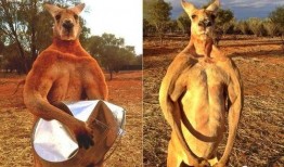 袋鼠妹妹爆料视频,幕后真相大曝光！